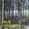*供應12公分皂角樹 規格齊全 3 4 5 6 8 10公分皂角樹 樹直 皂角
