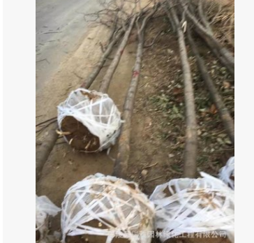 苗圃供應工程綠化苗木8-12公分的紅花刺槐 白花刺槐。