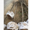 苗圃供應工程綠化苗木8-12公分的紅花刺槐 白花刺槐。
