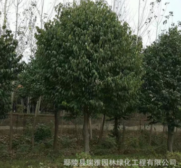 杜仲 本苗圃供應各規格杜仲