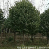 杜仲 本苗圃供應各規格杜仲