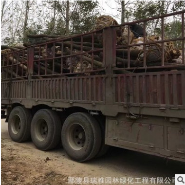 槐樹 苗圃銷售供應各種規格槐樹