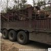 槐樹 苗圃銷售供應各種規格槐樹