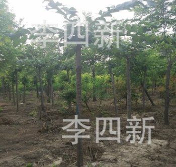 低價，大量供應加拿大大葉垂枝榆3000棵