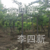 低價，大量供應加拿大大葉垂枝榆3000棵