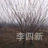 大量供應各種規格紅梅，綠梅，美人梅，榆葉梅
