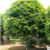 大量供應各規格桂花50萬株