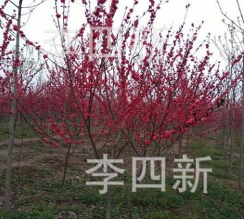 大量供應菊花桃，碧桃，紅葉桃，龍柱碧桃。
