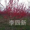基地大量供應紅葉碧桃，龍柱碧桃，菊花桃，招手桃。