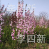 大量供應龍柱碧桃，菊花桃，紅葉碧桃，碧桃。質量保證