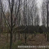 基地供應精品玉蘭 二喬玉蘭丶白玉蘭8----16公分