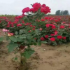 月季 大量供應各規格大花月季 玫瑰月季