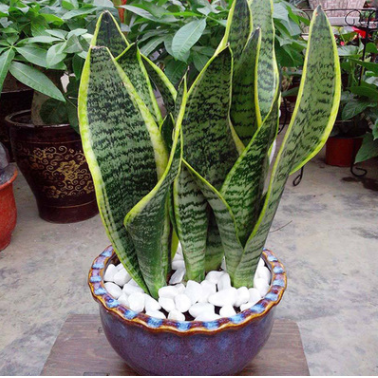 金邊虎皮蘭批發吸甲醛防輻射植物室內客廳凈化空氣花卉綠植虎尾蘭
