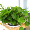 基地直銷(xiāo)綠蘿盆栽室內(nèi)吸除甲醛綠植凈化空氣水培植物花卉吊蘭綠籮