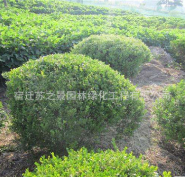 基地批發黃楊球價格 80-120cm黃楊球球銷售 工程綠化苗木