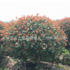 供應(yīng)綠化苗木 紅葉石楠 紅葉石楠球 獨(dú)桿紅葉石楠