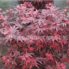 批發(fā)工程綠化苗紅楓小苗 日本紅楓 秋火焰紅楓 庭院種植