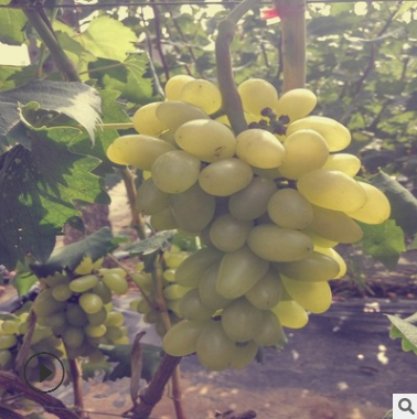 雙薪苗木出售優(yōu)質(zhì)葡萄苗紅寶石巨玫瑰黑葡萄