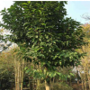 成都基地大量批發(fā)直銷黃桷蘭樹苗 工程綠化苗 綠化苗木