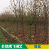 基地供應(yīng)綠化樹海棠苗觀花類植物海棠條子