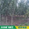現(xiàn)貨批發(fā)精品西府海棠喬木小苗樹苗量大從優(yōu)各類苗木批發(fā)