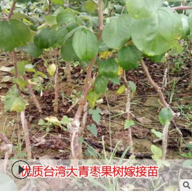 臺灣大青棗果樹苗蜜棗王嫁接苗南方種植果樹苗木盆栽地栽當年結(jié)果