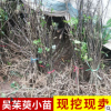 中花吳茱萸苗 正宗藥材苗木批發種子扦插枝條 吳萸基地茶辣苗圃