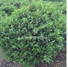 茶梅球