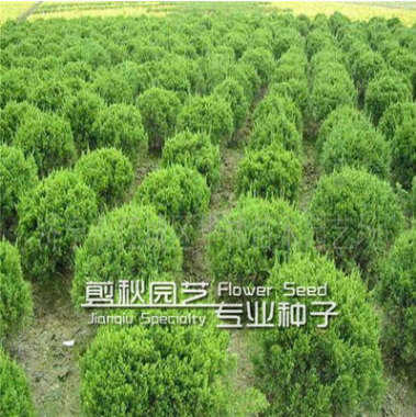 龍柏苗 龍柏樹苗 造型 柏四季常青耐寒 苗圃直銷量大從優(yōu)