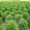 龍柏苗 龍柏樹苗 造型 柏四季常青耐寒 苗圃直銷量大從優