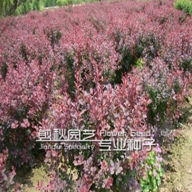 批發(fā)紅葉小檗苗 綠籬用苗 規(guī)格齊全 價(jià)格從優(yōu)