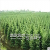 批發金葉女貞苗 色塊工程苗 量大優惠 價格從優