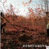 批發(fā)嫁接美國紅楓樹苗 山東6公分美國紅楓樹價格 7公分秋火焰價格