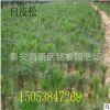 白皮松 山東白皮松價格 泰安白皮松樹苗產(chǎn)地
