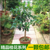 四季桂花樹苗 桂花苗 丹桂 金桂 沉香桂 銀桂