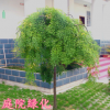 國槐苗國槐樹苗黃金槐樹苗國槐小苗庭院耐寒耐旱綠化苗木行道樹