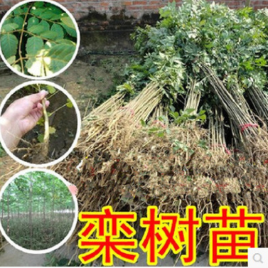 欒樹苗小苗黃山欒北京欒園林工程綠化苗木行道樹庭院風景