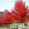 美國紅楓樹苗紅冠日本紅楓苗地栽庭院綠化苗木觀賞風景樹行道樹苗
