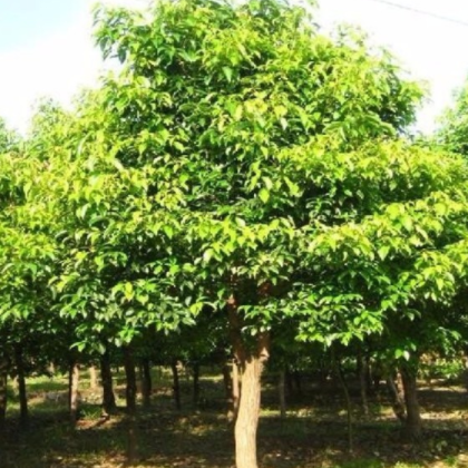 香樟 現(xiàn)貨出售香樟樹苗 綠化苗木 行道樹苗移植苗 綠化樹
