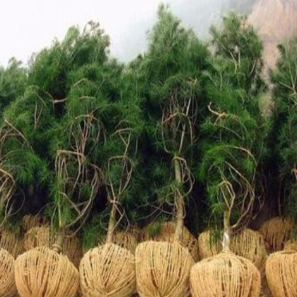 批發(fā)出售綠化苗蜀檜苗 檜柏苗 松柏 松樹苗 塔柏 樹苗