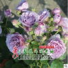 批發優質高端歐洲月季小苗 薰衣草花環月季苗 花園優選造景花苗