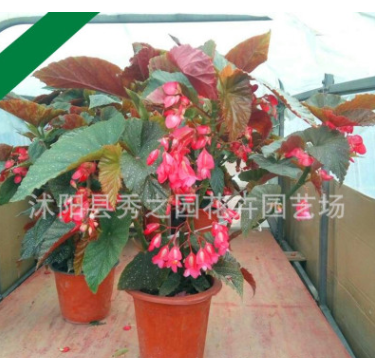 種植基地大量批發優質竹節海棠 盆栽花卉 四季開花