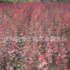 批發庭院綠化苗木 2年生日本紅楓小苗 紅舞姬 大小規格齊全