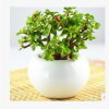 基地直銷多肉植物【金枝玉葉】 辦公室內迷你盆栽 不帶盆發貨