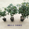 批發(fā)四季桂花樹苗客廳盆栽四季開花濃香型室內花卉家養(yǎng)植物綠植