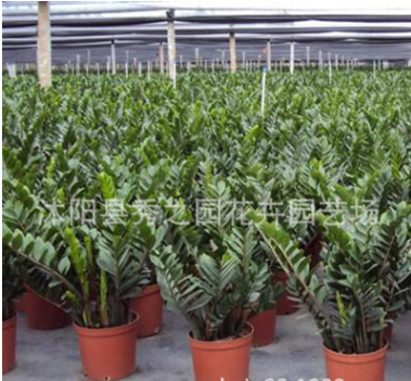 盆栽可水培花卉-【金錢樹】象征榮華富貴（花卉綠植盆栽）