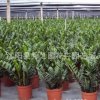 盆栽可水培花卉-【金錢樹】象征榮華富貴（花卉綠植盆栽）