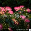 室內外綠化植物花卉 絨花苗 合歡花苗盆栽苗芙蓉花苗 綠植盆栽