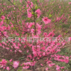花灌木基地批發 菊花桃苗 菊花桃樹苗 菊花桃大小樹苗 色彩鮮艷