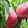 批發桃樹苗 中桃9號桃樹苗 早熟新品種水蜜桃樹苗 南北方可種植桃